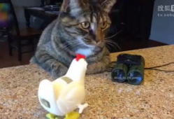 猫搞笑视频,萌态百出，笑料连连