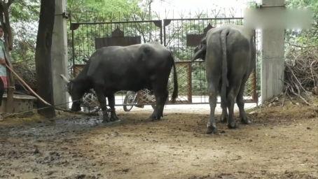 大猩猩交配视频高清,高清交配视频揭秘神秘生活